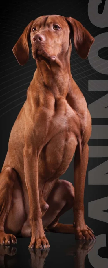 Perro adulto de la línea Advance Bio